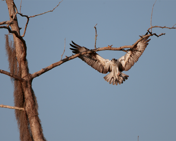 Osprey Bringing Home the Fish 2.jpg