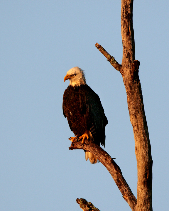 Bald Eagle in tree vertical.jpg