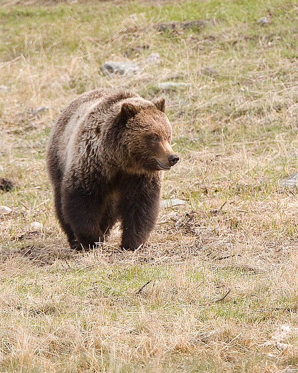 Grizzly on a Carcass Walking Forward.jpg