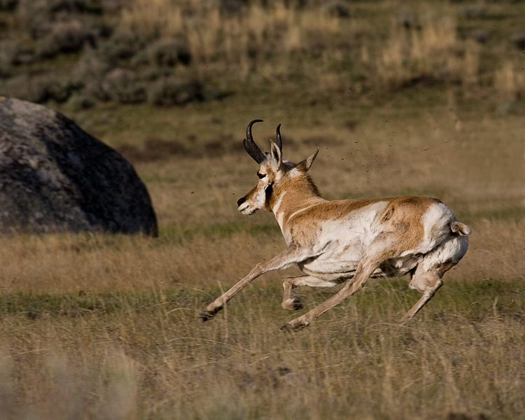 Pronghorn Antelope on the Run.jpg