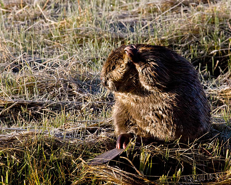 Beaver at the Lamar Confluence Cleaning Herself.jpg