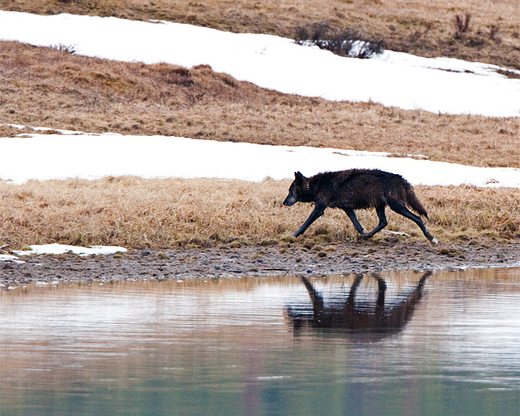 Black Canyon Pack Alpha Beside Alum Creek.jpg