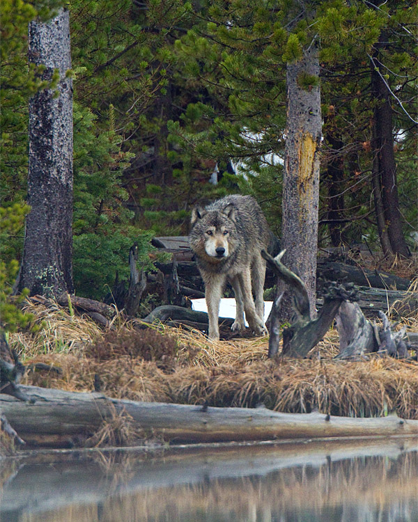 Grey Wolf in the Trees at North Twin Lake.jpg