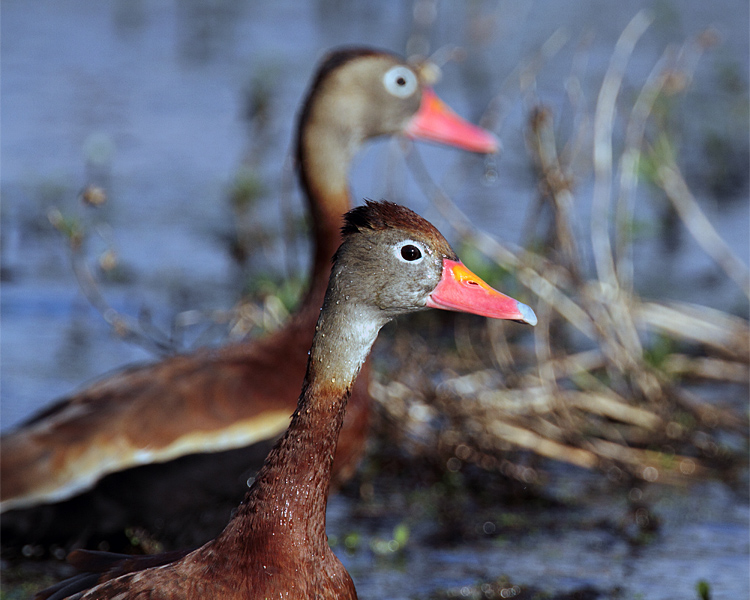 Whistling Ducks.jpg