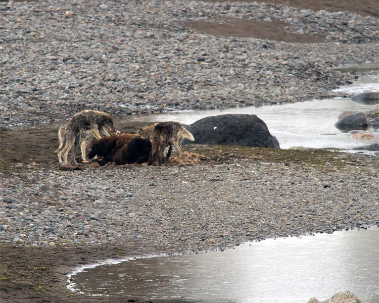 Lamar Canyon Pack on a Carcass.jpg