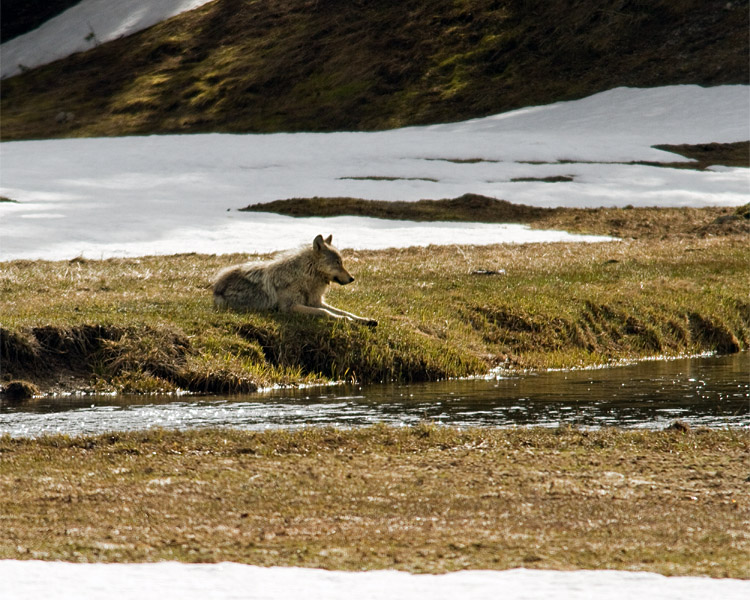 Grey Wolf Sitting by the Gibbon River.jpg