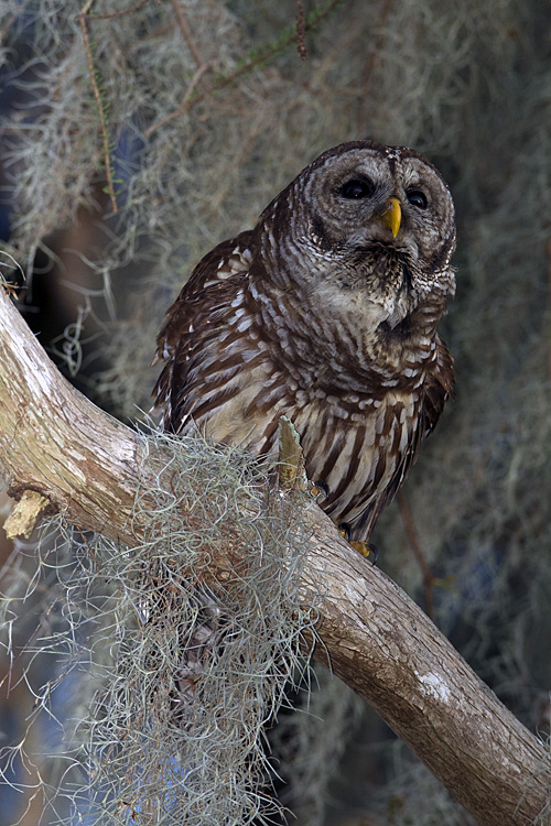 Barred Owl in the Moss.jpg
