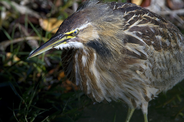 American Bittern at Merritt Island.jpg