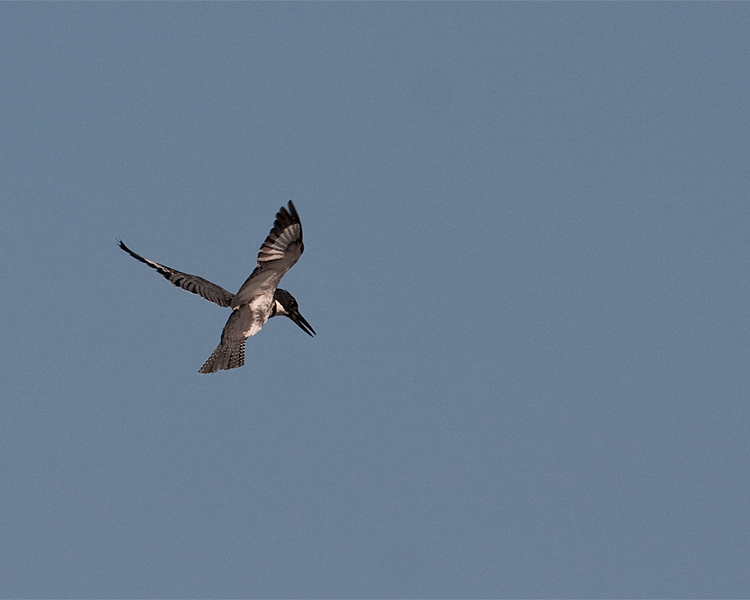 Belted Kingfisher Hovering.jpg