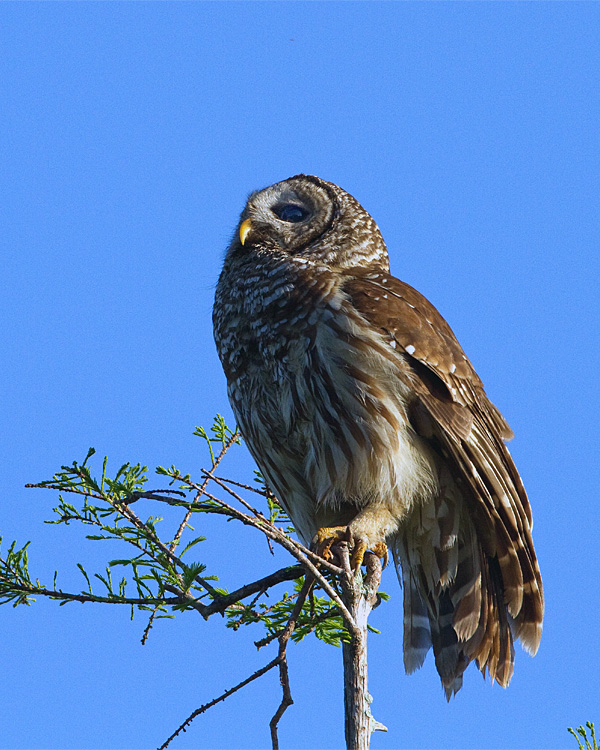 Barred Owl on Alligator Alley in the Treetop Looking Up.jpg