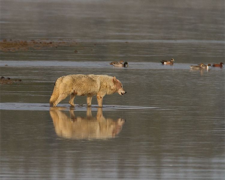 White Canyon Pack Wolf Crossing Alum Creek.jpg