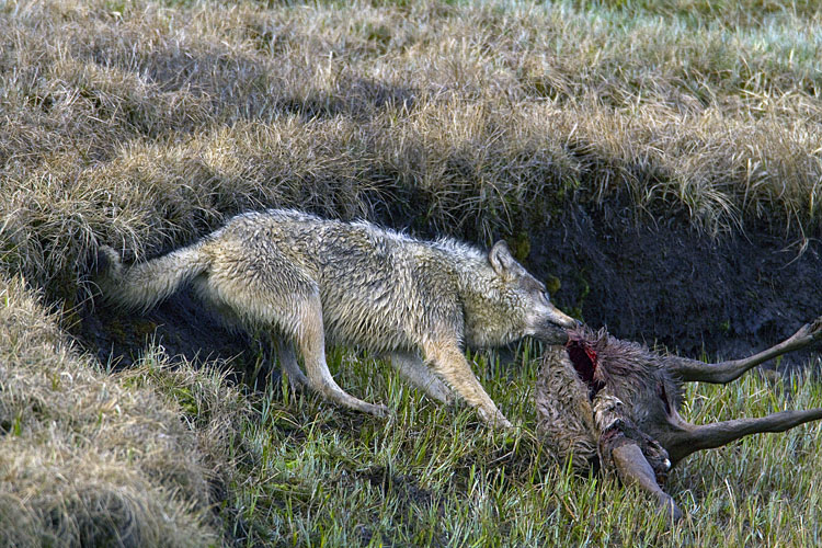 Canyon Pack White Wolf Tugging on an Elk Carcass at Alum Creek.jpg