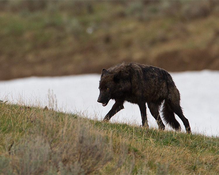 Black Wolf Loping at Alum Creek.jpg