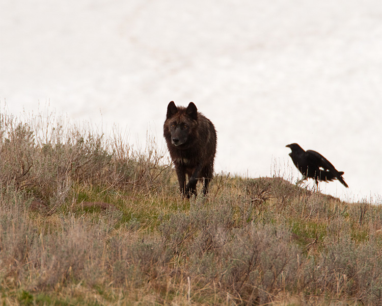 Wolf and Raven.jpg