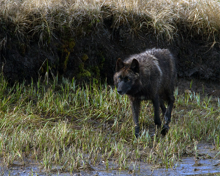Black Canyon Wolf Walking by the Creek.jpg