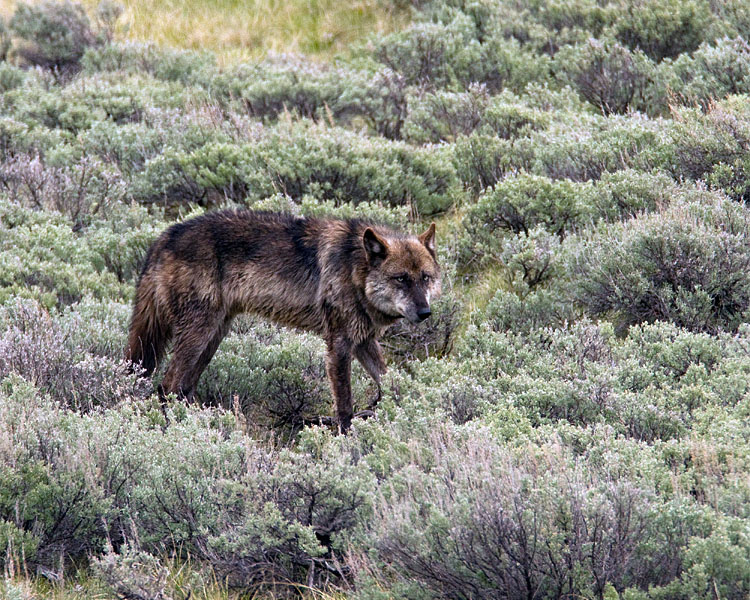 Lamar Canyon Wolf in Lamar Valley.jpg