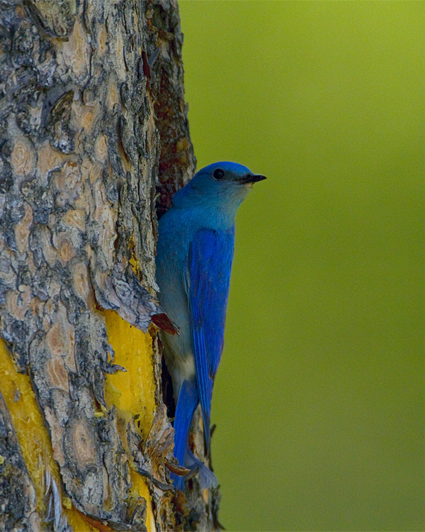 Mountain Bluebird on the Nest Tree.jpg