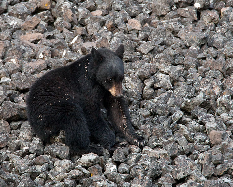 Bear Climbing on the Rocks.jpg