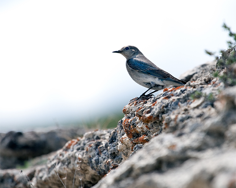 Mountain Bluebird on the Rocks.jpg