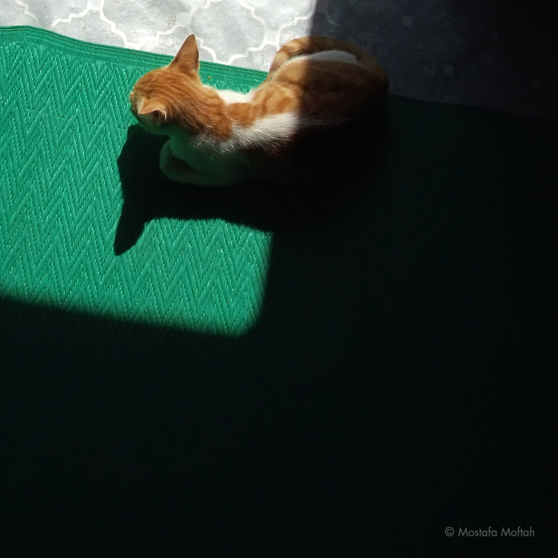 Catnap