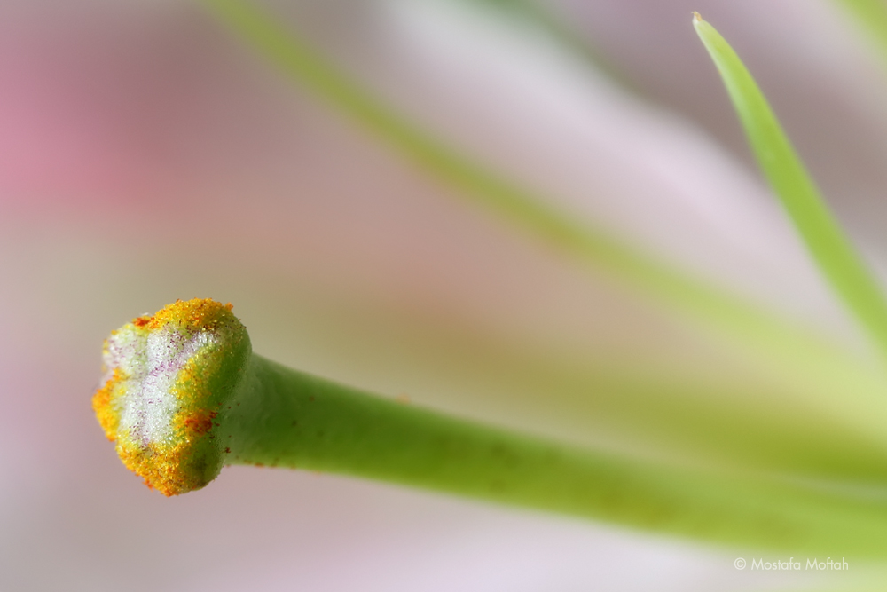 Stigma