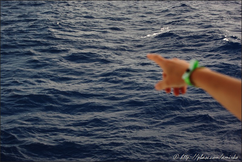 Flying fish