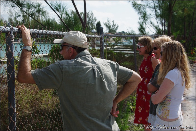 Watching dolphins