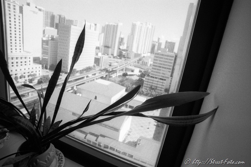 Office plant