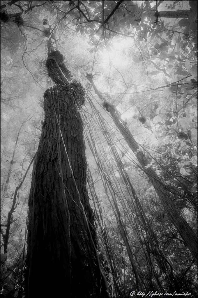 Tree and lianas