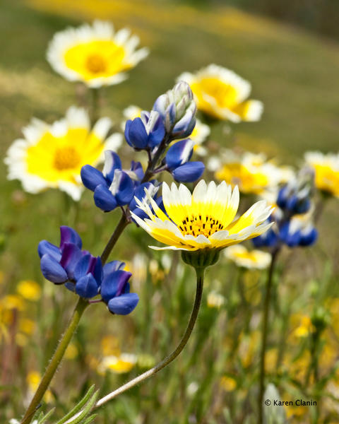 shell creek tidy tips n lupin.jpg