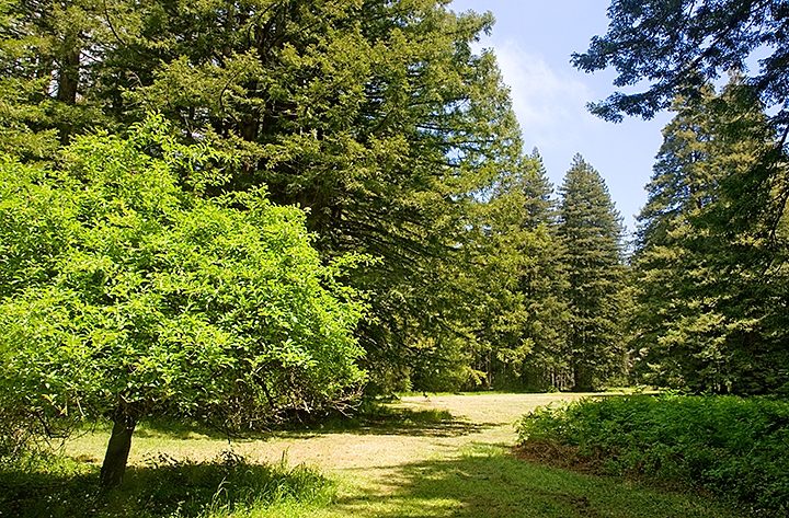 Pescadero Creek meadow