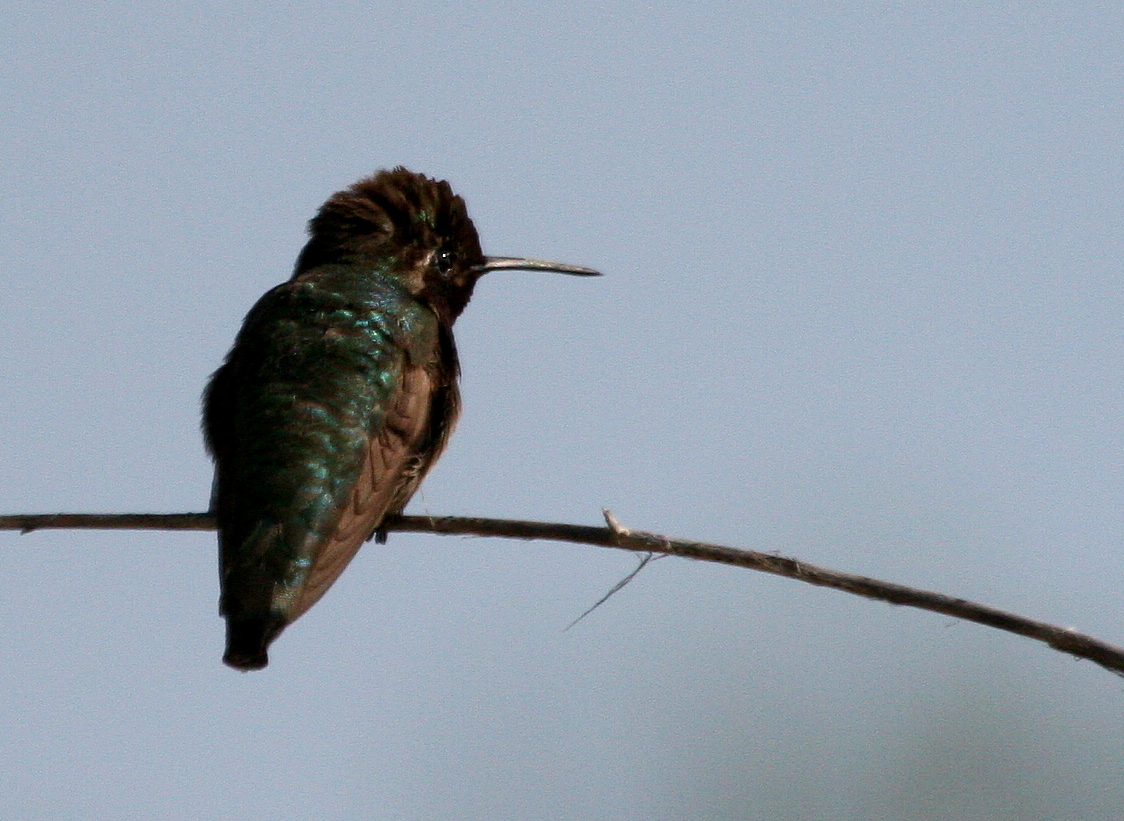 Black-Chinned Hummingbird  Top of the World IMG_7101.JPG