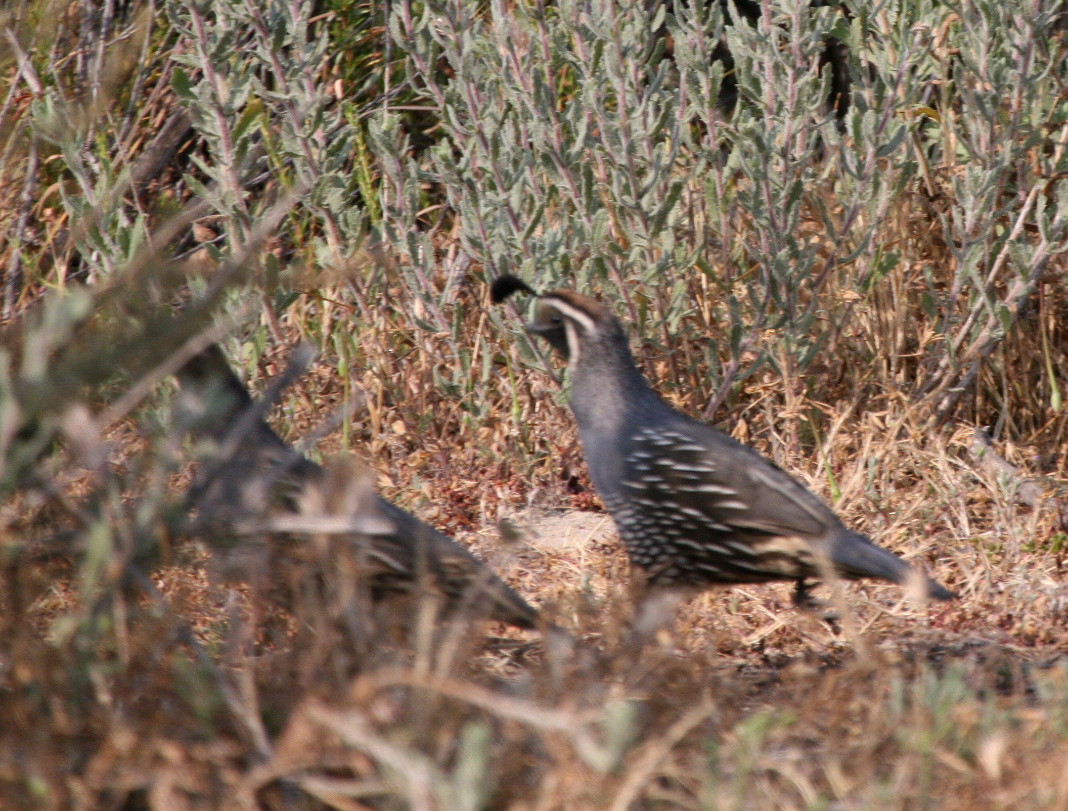 Cal Quail  Top of the World IMG_7109.JPG
