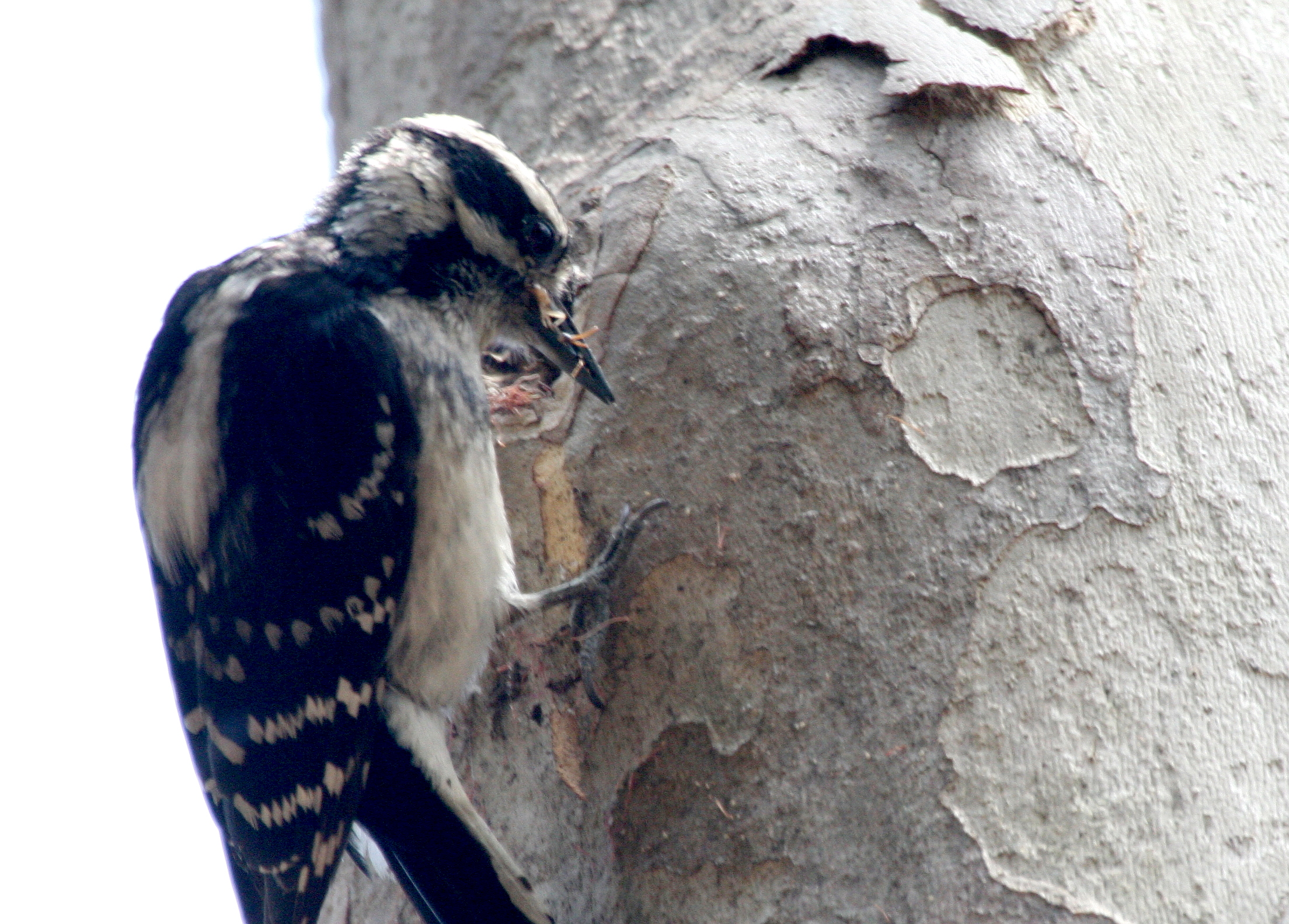Downy Woodpecker  Central Park Huntinton Beach IMG_6950.JPG