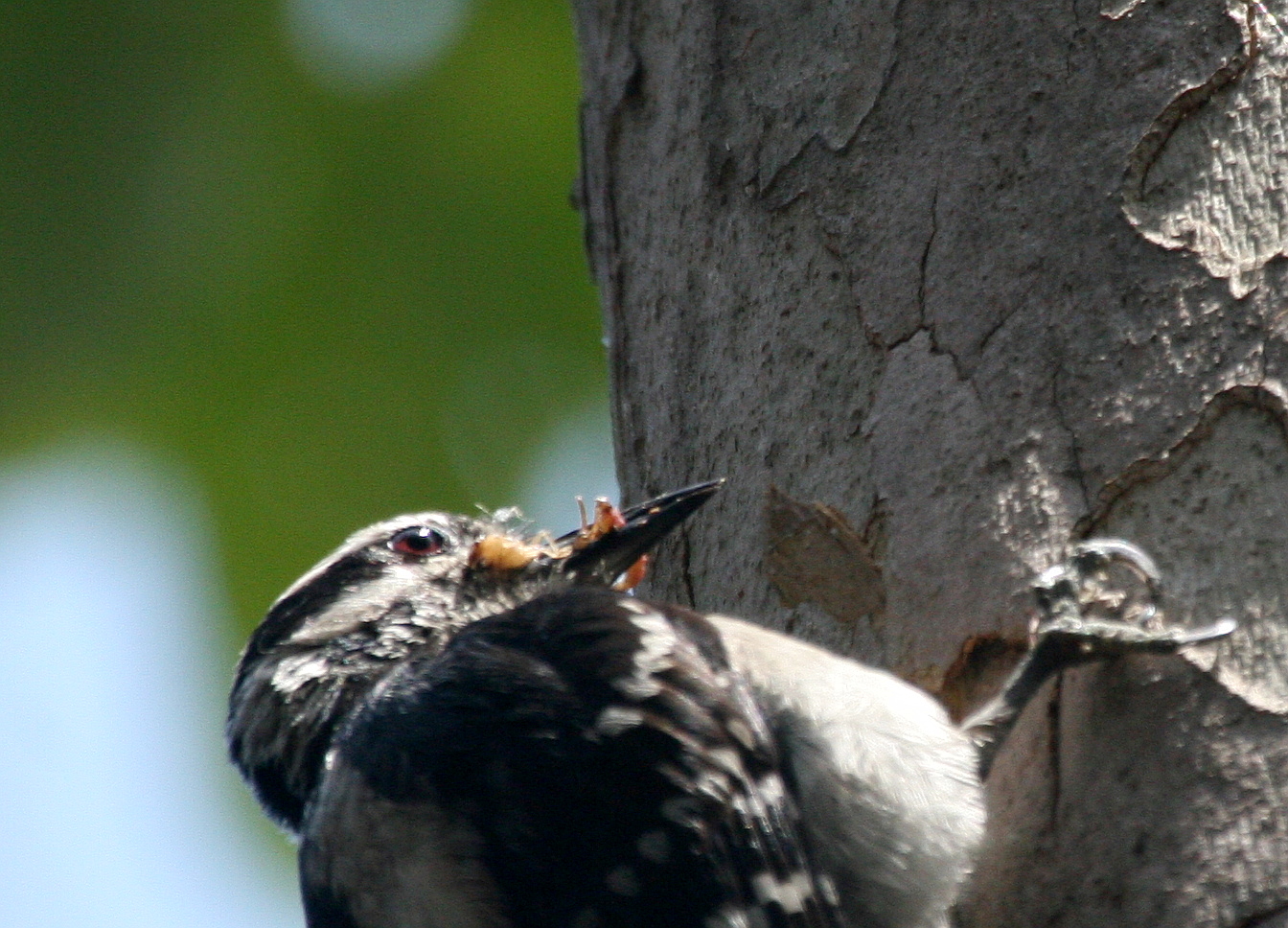 Downy Woodpecker  Central Park Huntinton Beach IMG_6953.JPG