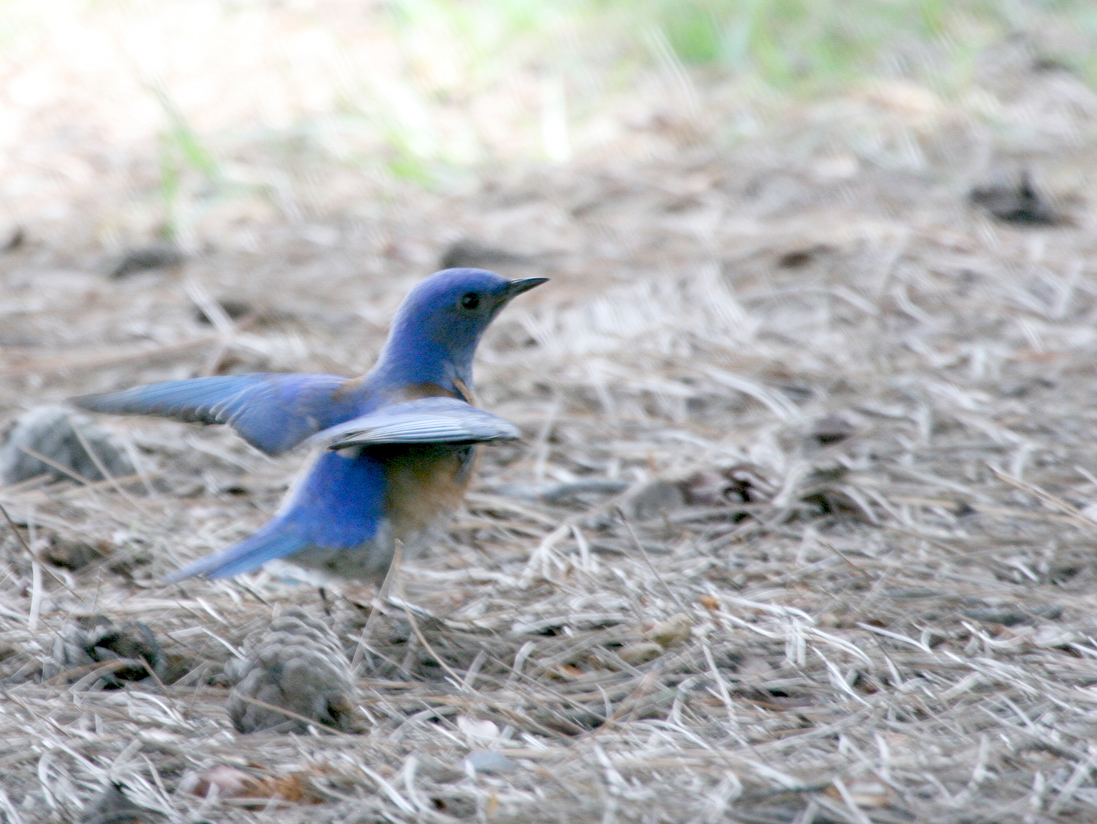 Western Bluebird  Central Park Hunington Beach IMG_6959.JPG