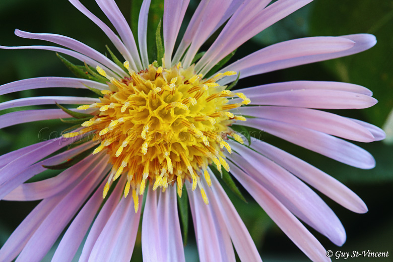 Blue Wood Aster