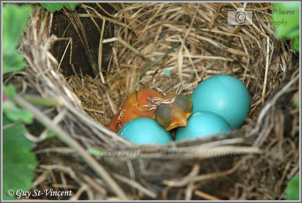 First Chick