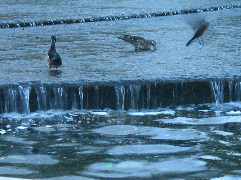 Reflection pool steps
