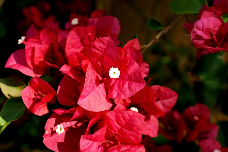 My Bougainvillea