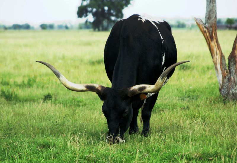 Long Horn Lunch