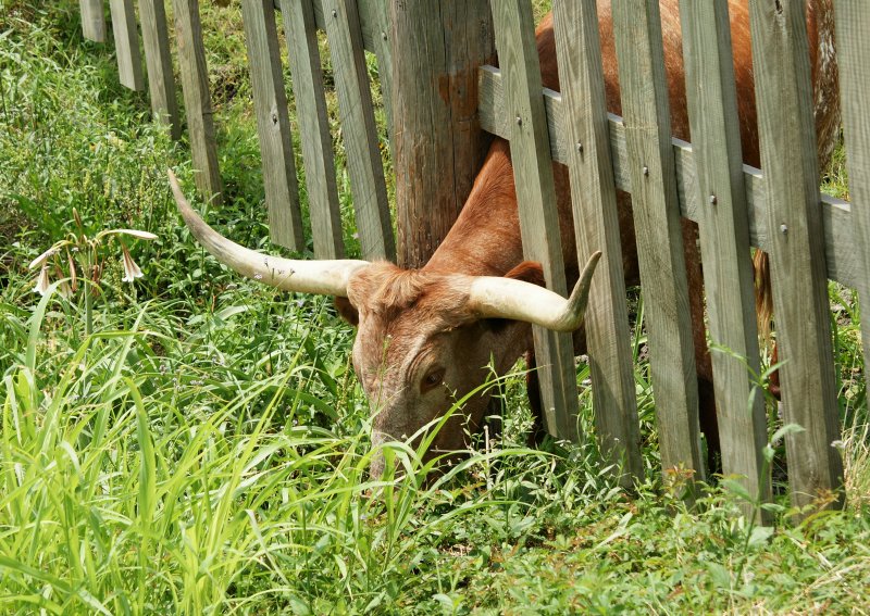 Image 1 of  5 - The Grass is Greener