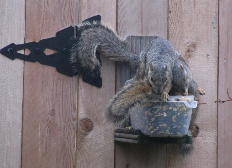 3 Squirrels