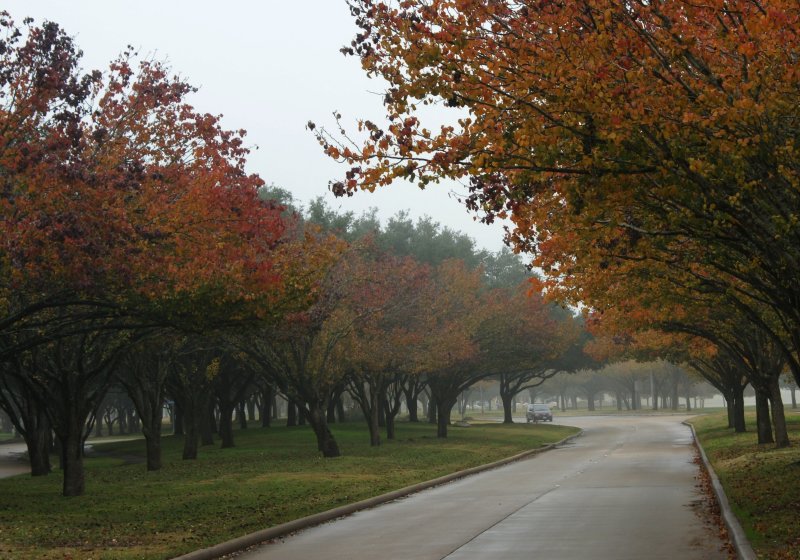 Fog on the Way to Work