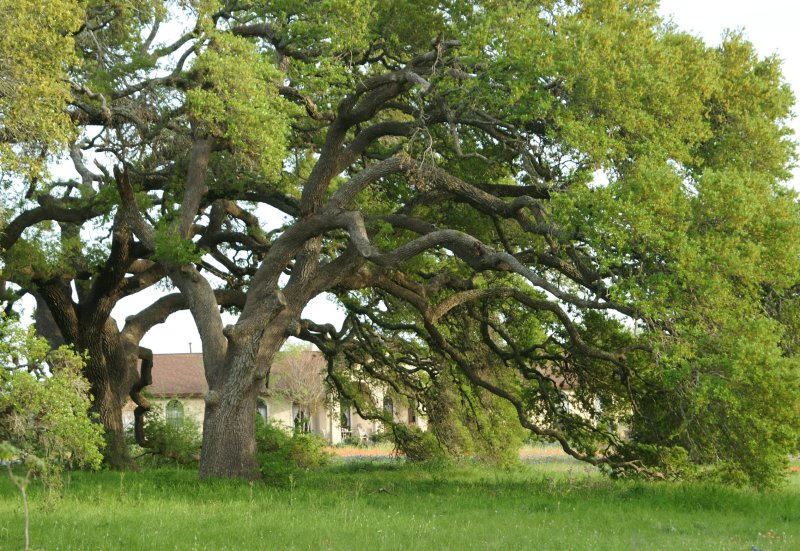 Ancient Live Oaks