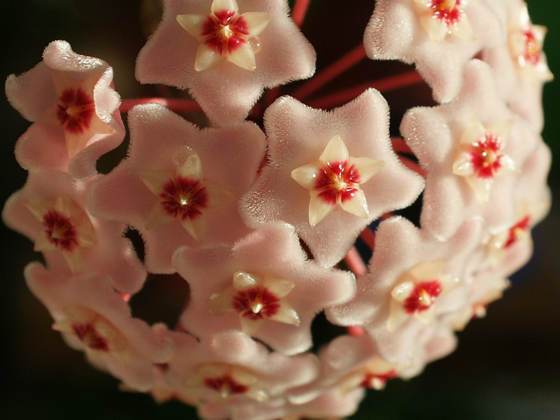 Hoya Flower