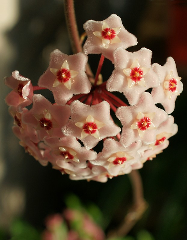Hoya Flower