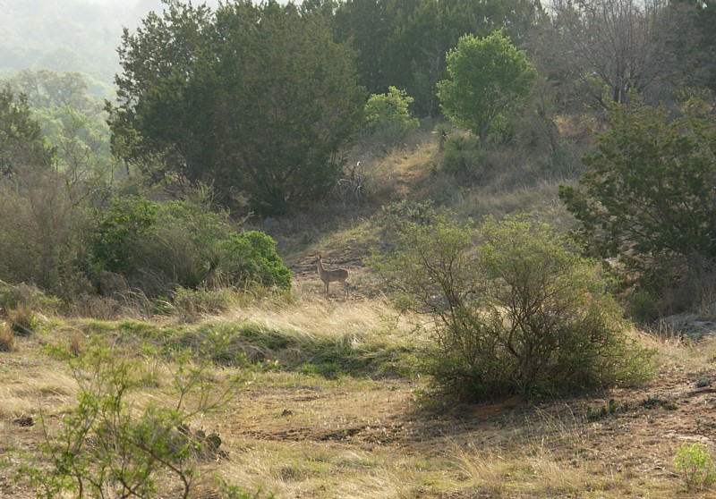 Willow City Loop