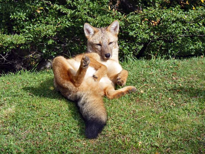 Red Fox Chillin
