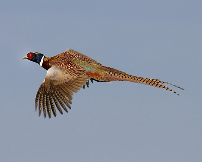 Ring-necked Pheasant